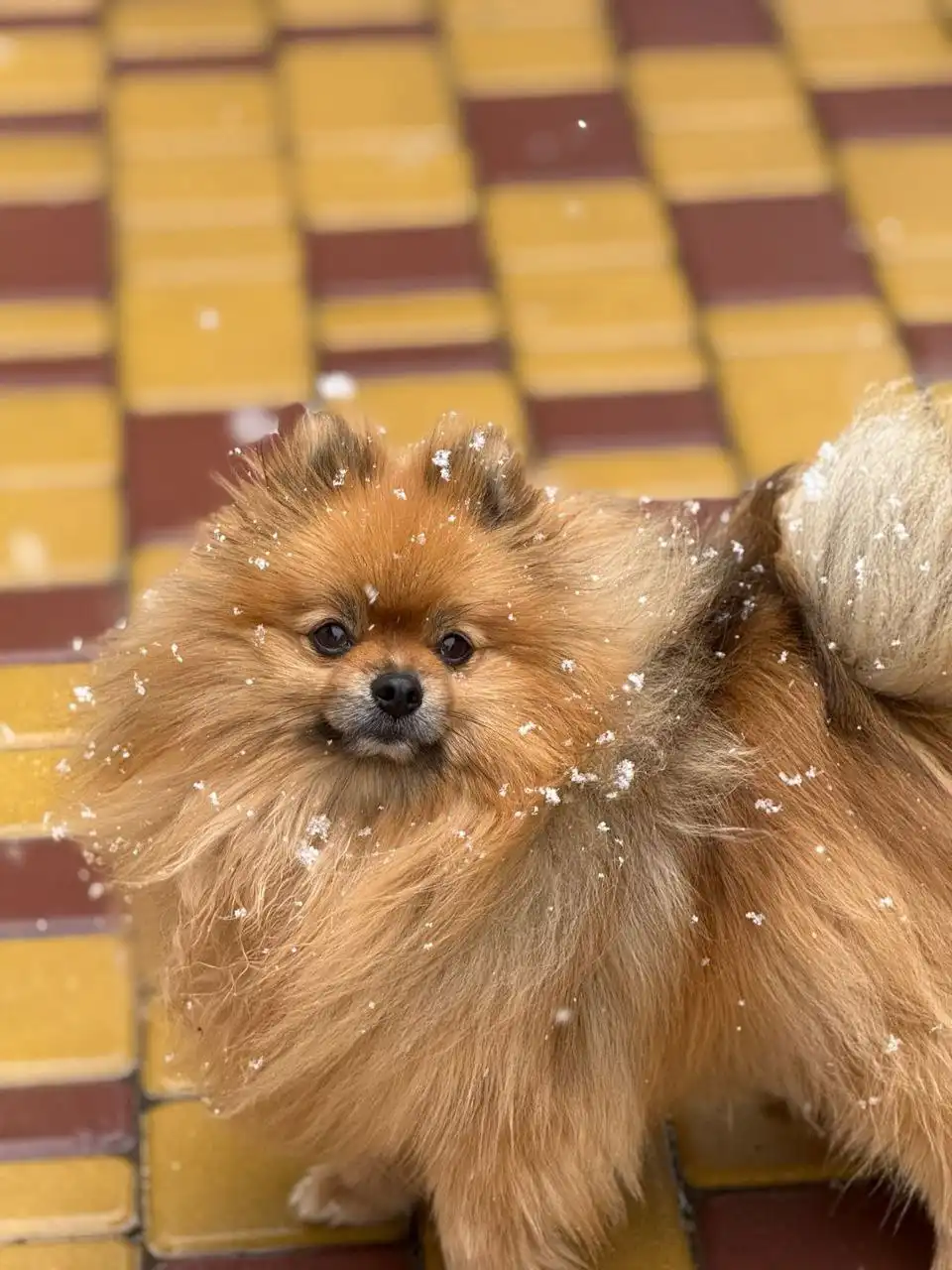 Потерялся рыжий шпиц мальчик