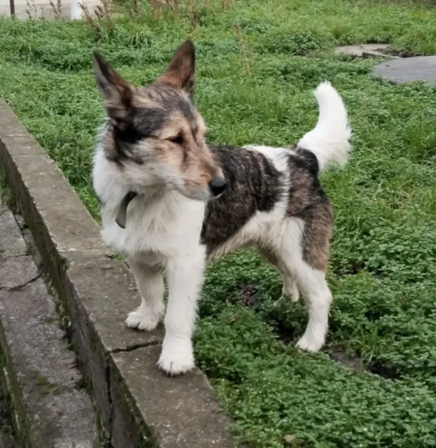 Найдена собака в Симферополе - Животные в Симферополь