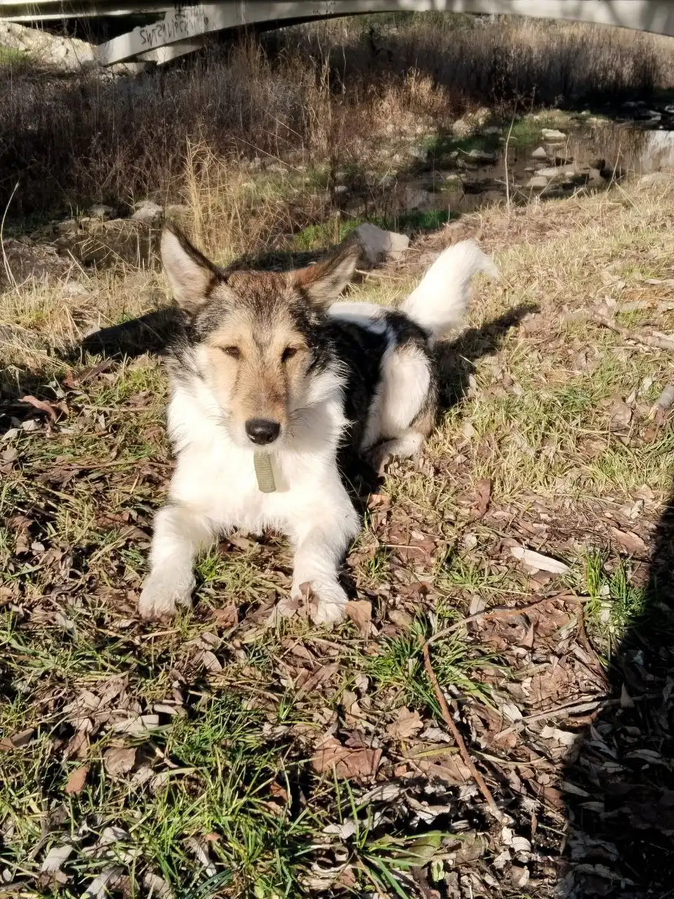 Найдена собака в Симферополе