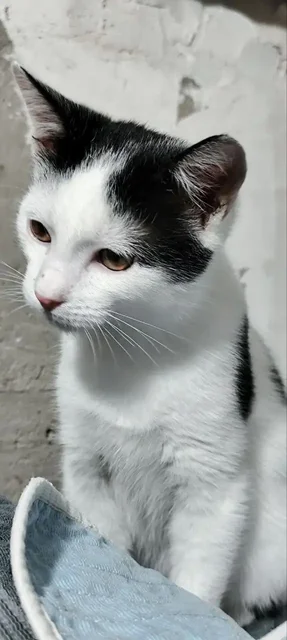 Котёнок Звёздочка ищет дом - Животные в Симферополь