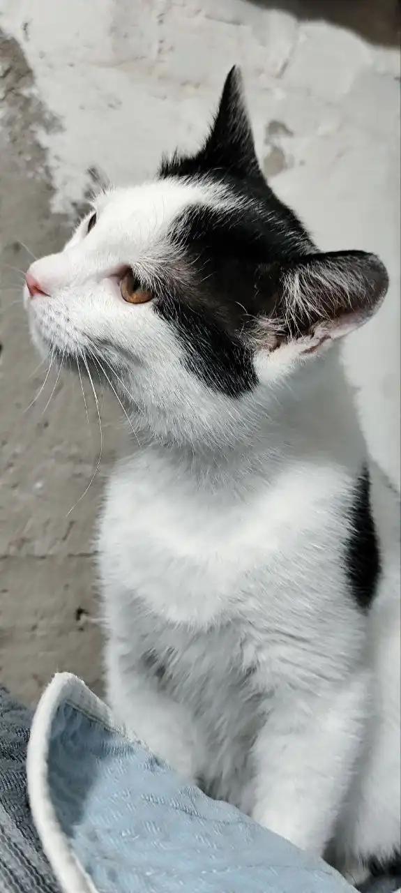 Котёнок Звёздочка ищет дом