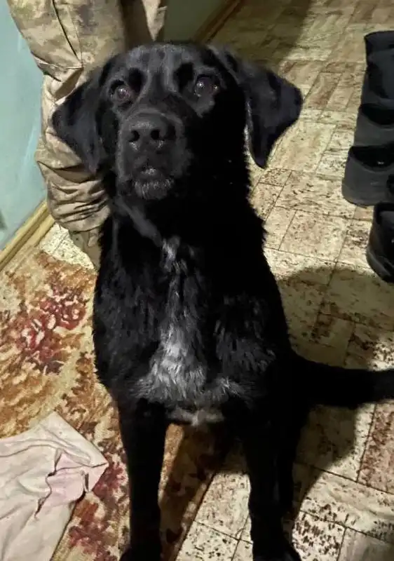 Потерялась собака Герда в Симферополе