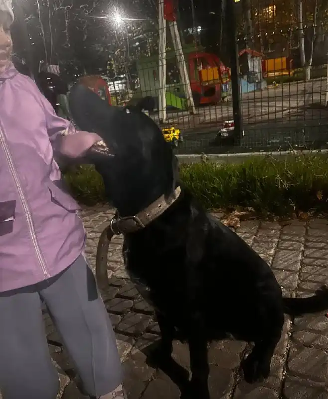 Потерялась собака Герда в Симферополе