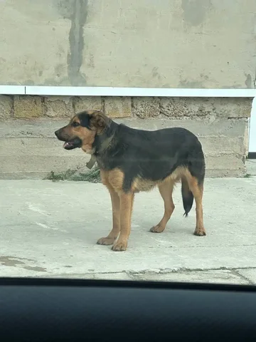 Найдена собака в Симферополе - частное объявление в Симферополь