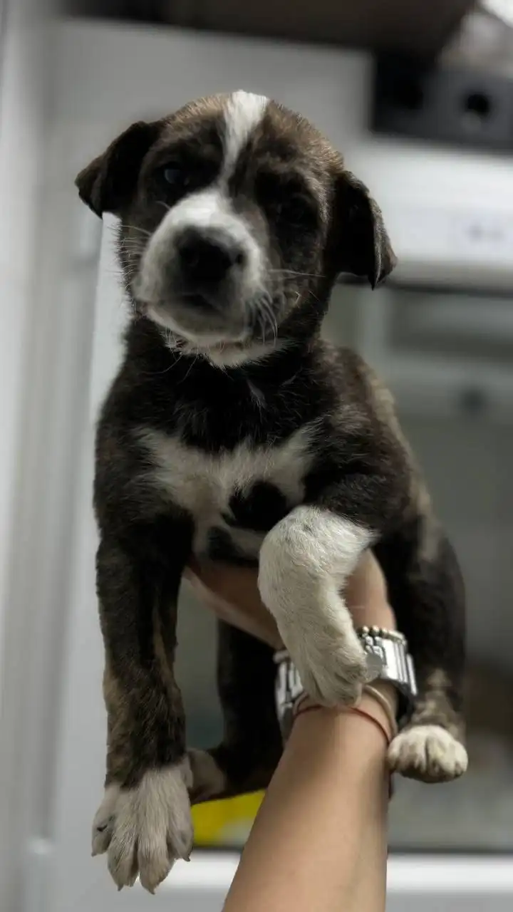 Поиск дома для котят