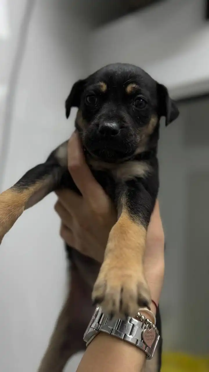 Поиск дома для котят