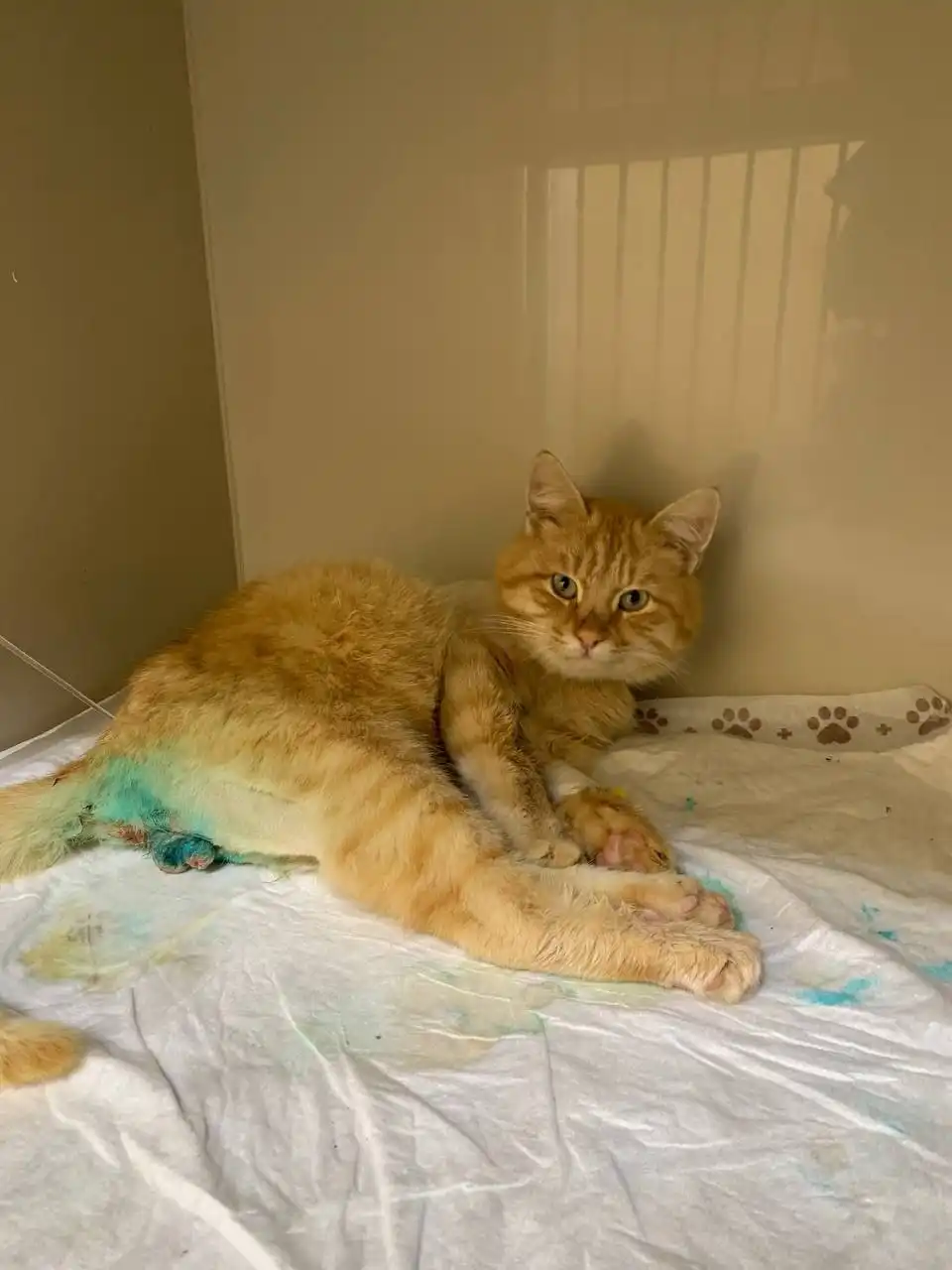 Информация по котику Рыжику на сегодня