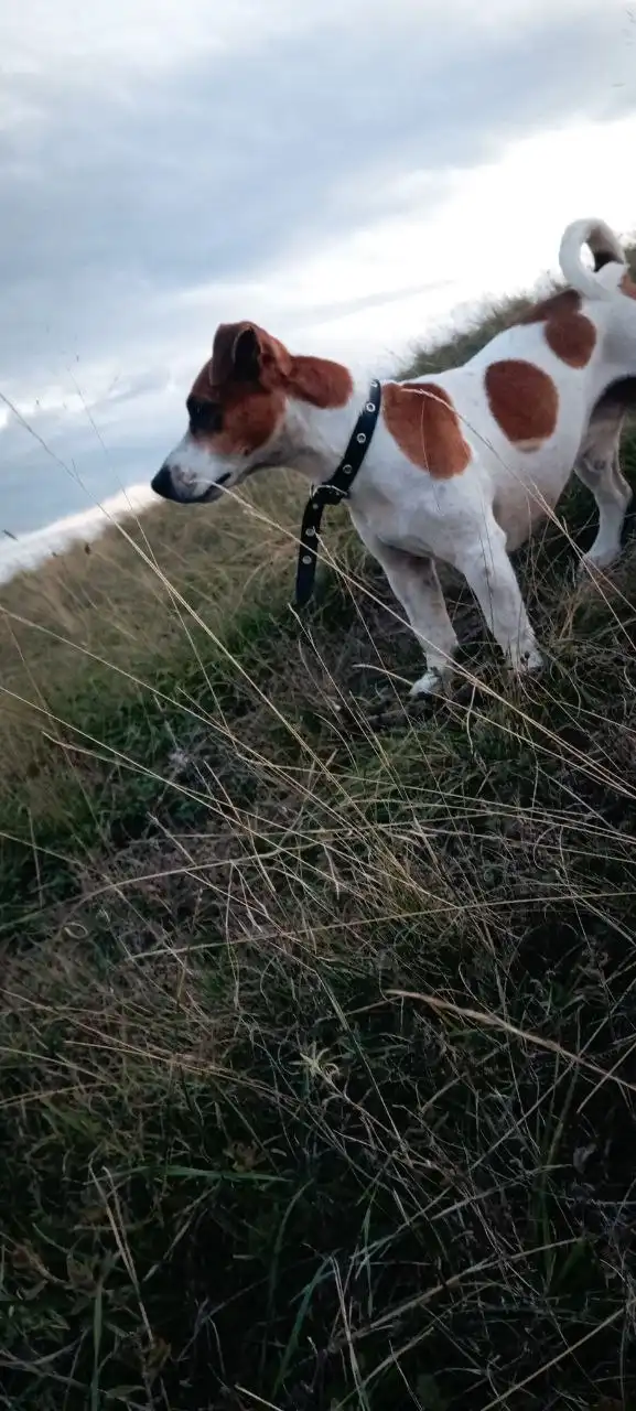 Пропала собака по кличке Джек