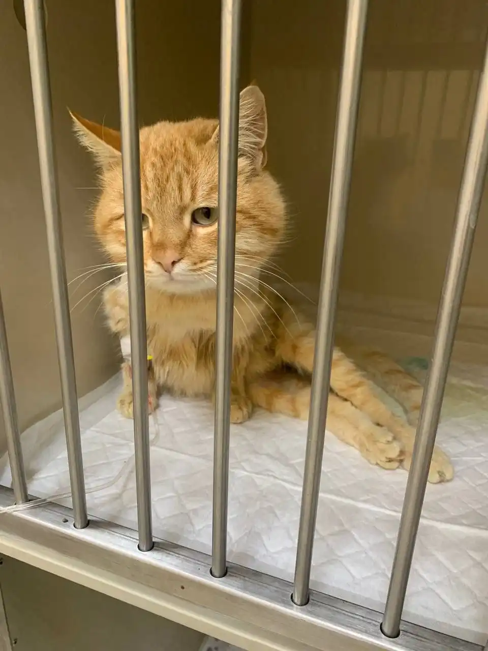 Лечение кота Рыжика после ранения