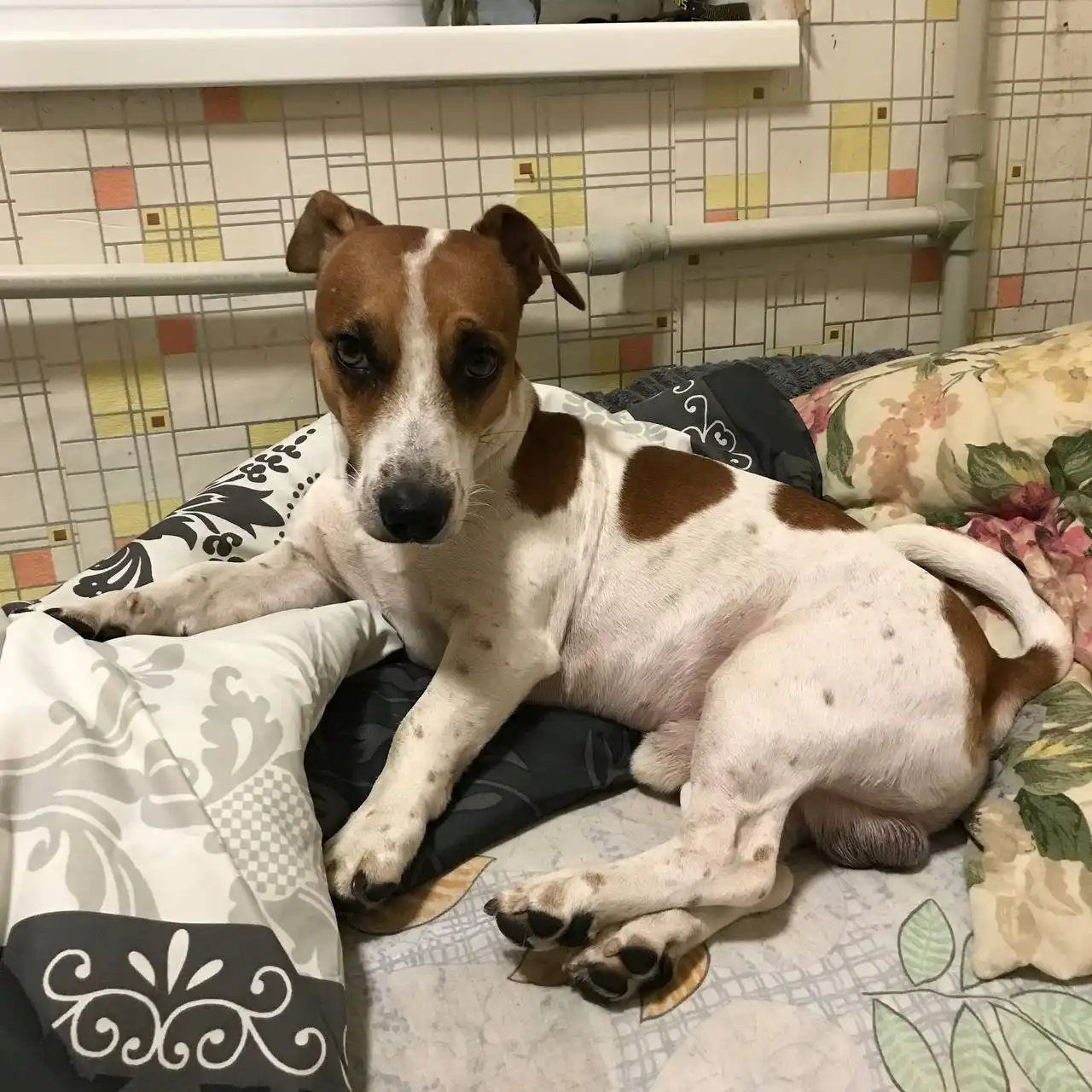 Потерялась собака Джек Рассел в Симферополе