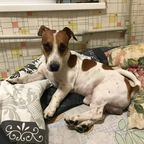 Потерялась собака Джек Рассел в Симферополе - частное объявление в Симферополь