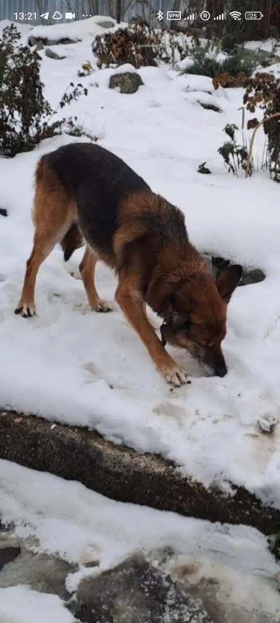 Найденная собака в районе Украинки Симферополя