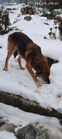 Найденная собака в районе Украинки Симферополя - Животные в Симферополь