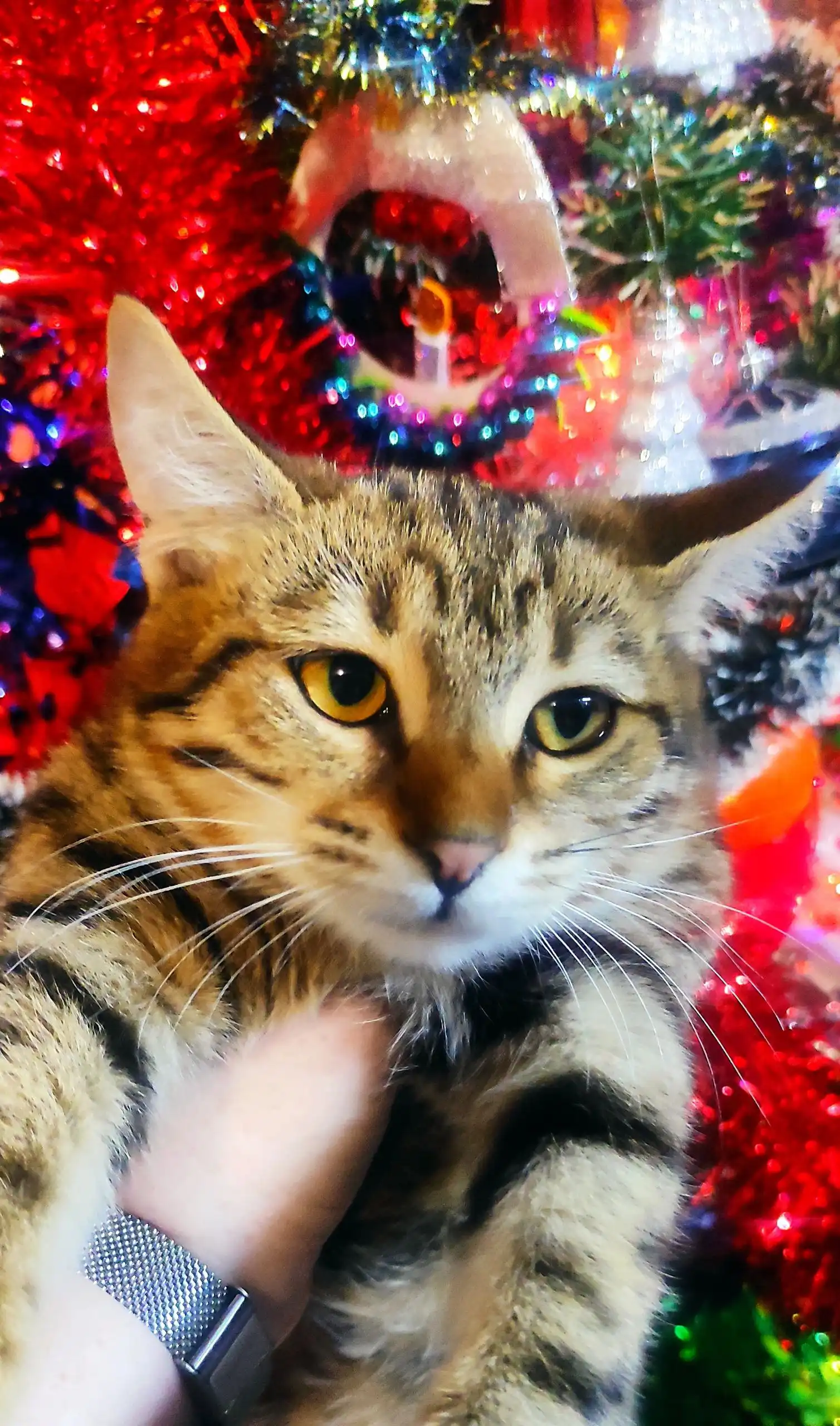 Кошка бенгальского окраса 5 месяцев в Симферополе