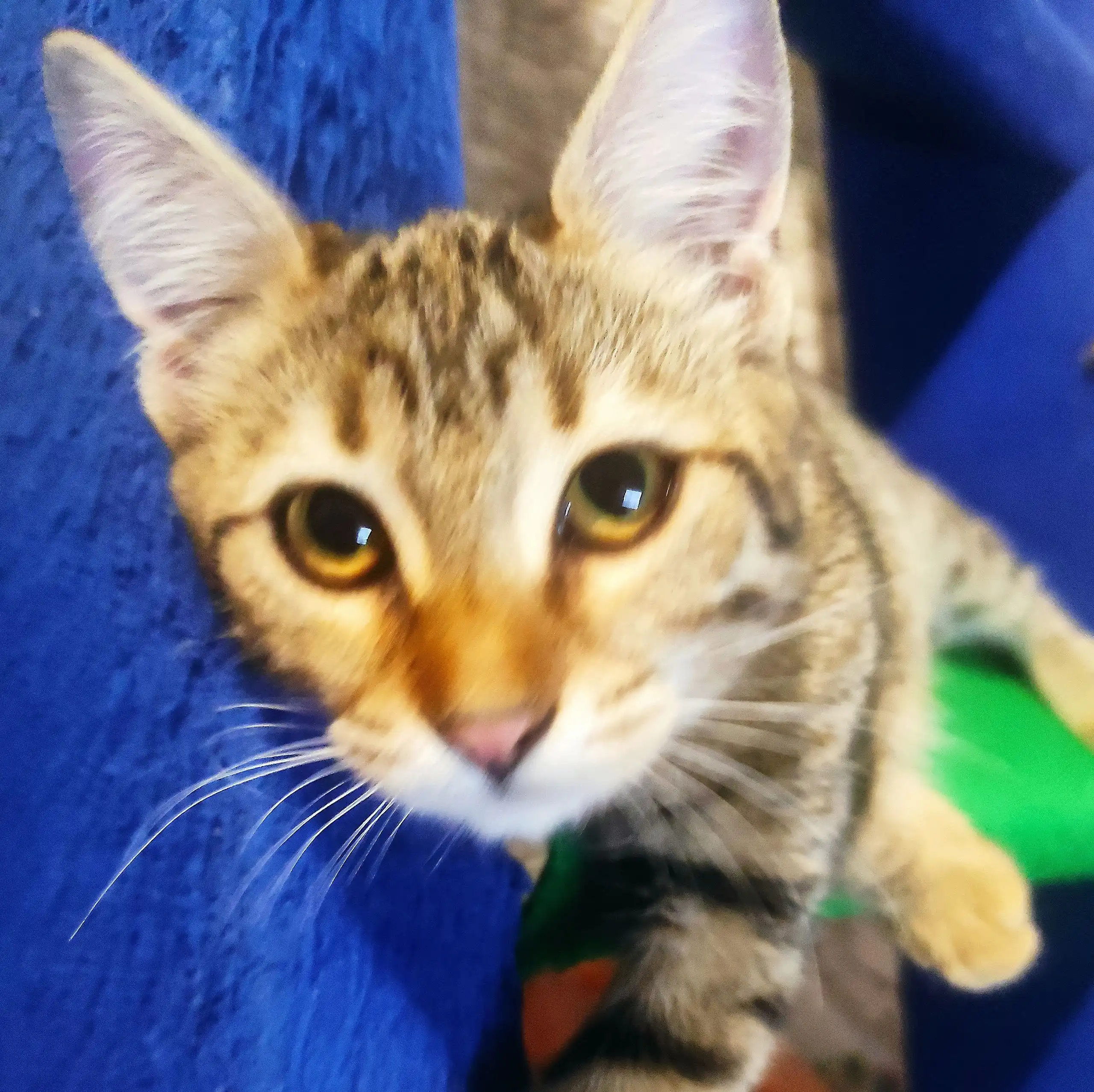 Кошка бенгальского окраса 5 месяцев в Симферополе