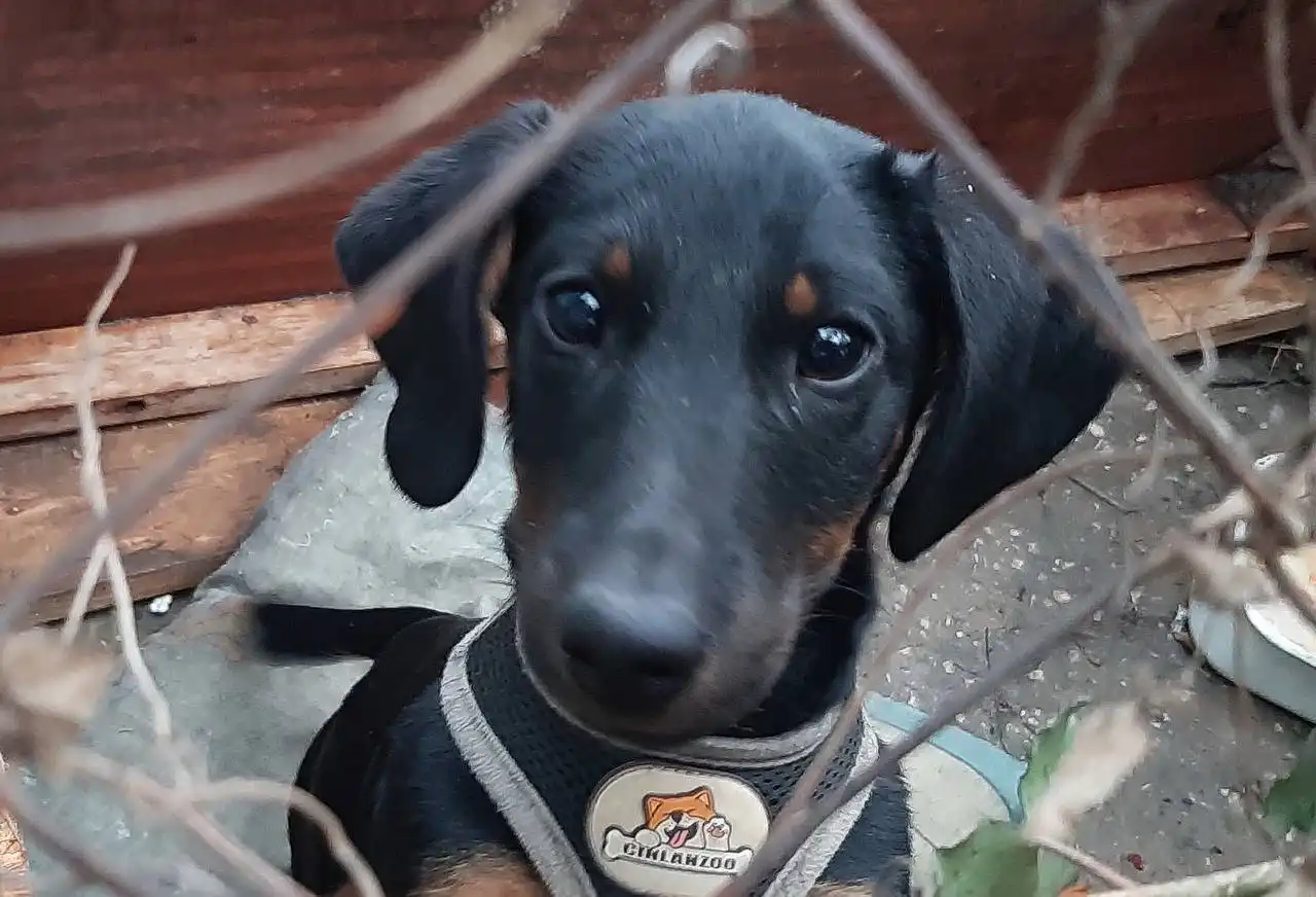 Срочное пристройство щенка Таксика в Судаке