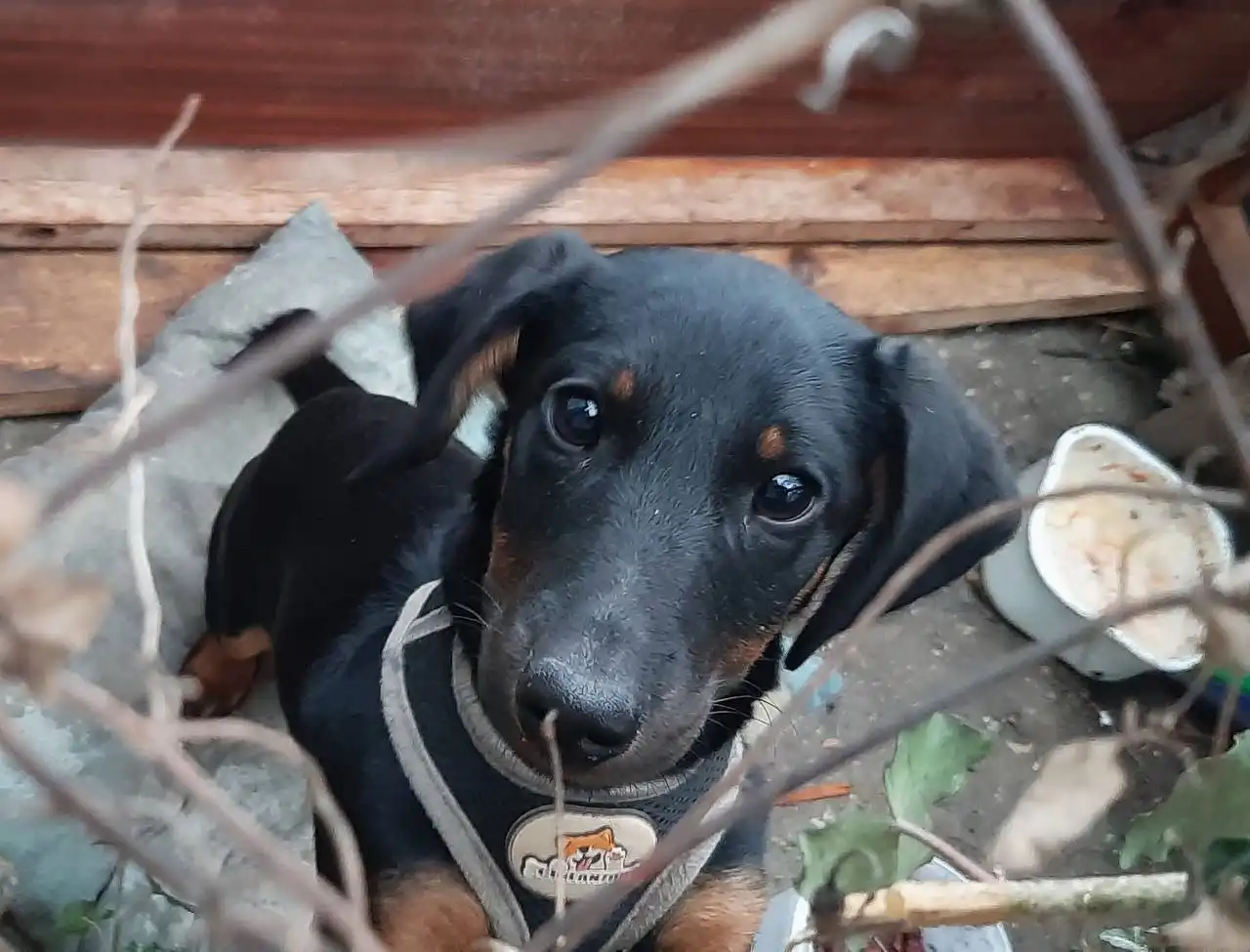 Срочное пристройство щенка Таксика в Судаке