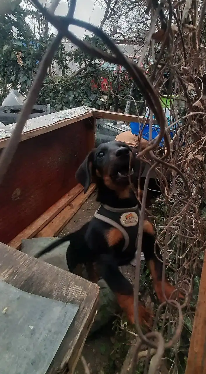 Срочное пристройство щенка Таксика в Судаке