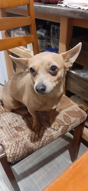 Потерялась собака Майя в Симферопольском районе - Животные в Симферопольский район