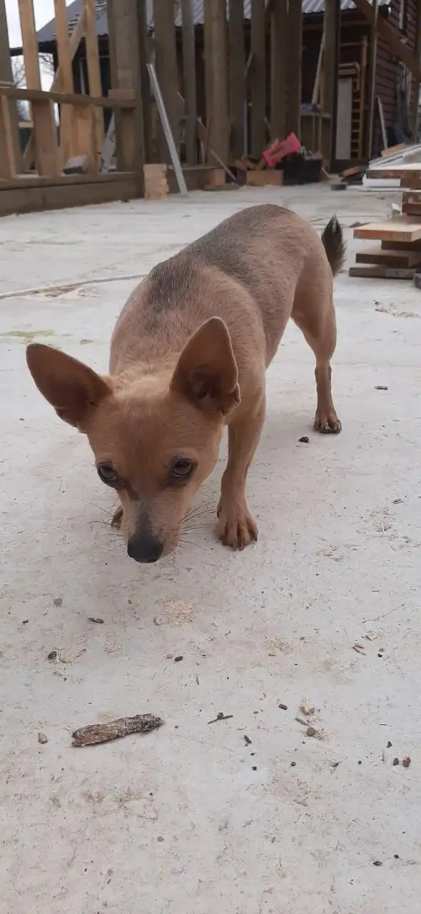 Потерялась собака Майя в Симферопольском районе