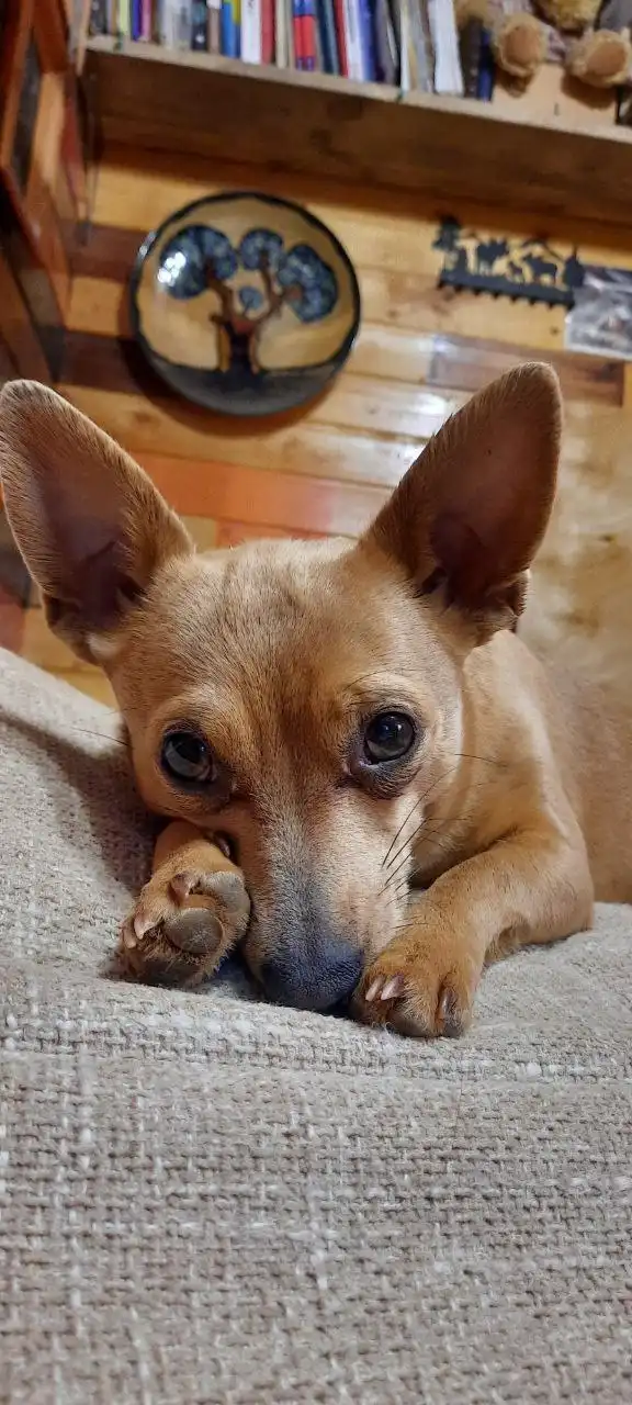 Потерялась собака Майя в Симферопольском районе