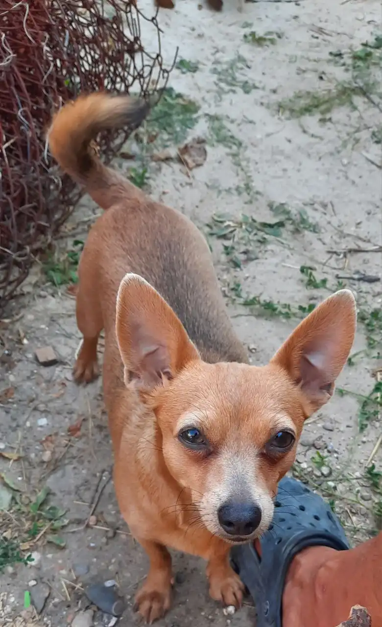 Потерялась собака Майя в Симферопольском районе