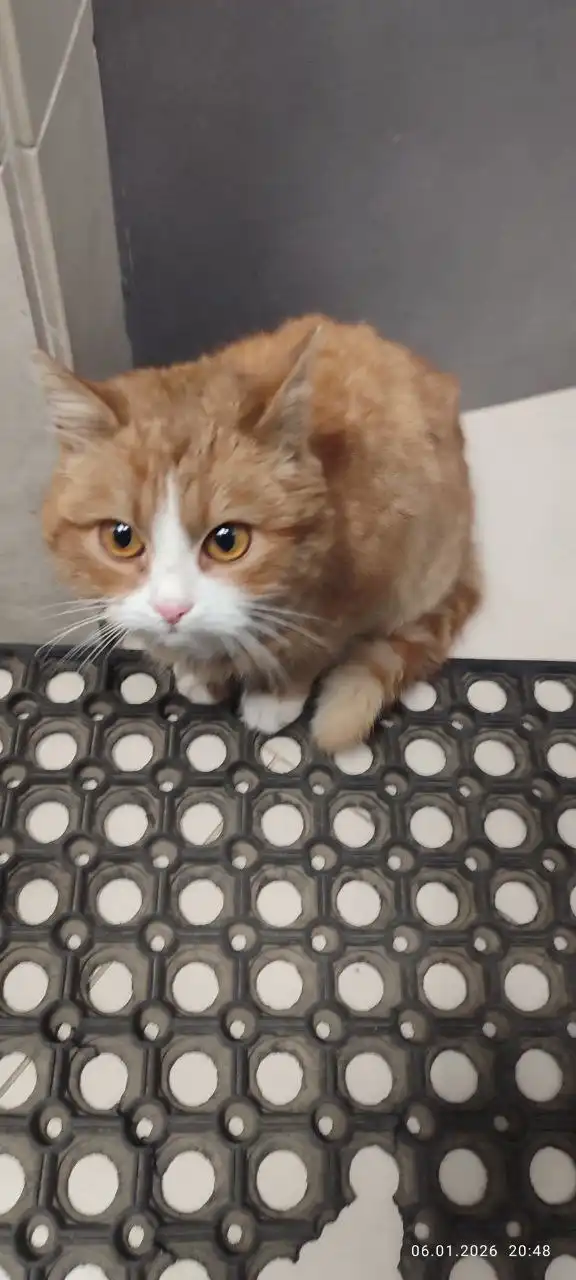 Кошечка ищет хозяев в Симферополе