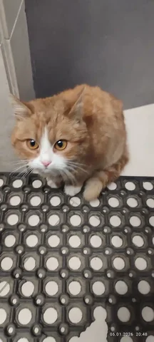 Кошечка ищет хозяев в Симферополе - Животные в Симферополь