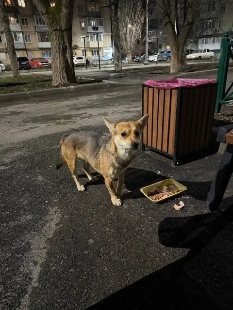 Найдена собака в Симферополе - Животные в Симферополь