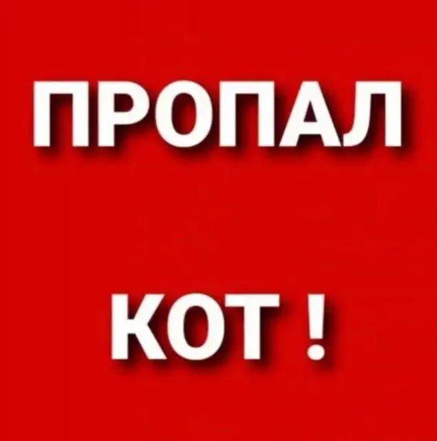 Пропал кот Черри в Симферополе - Животные в Симферополь