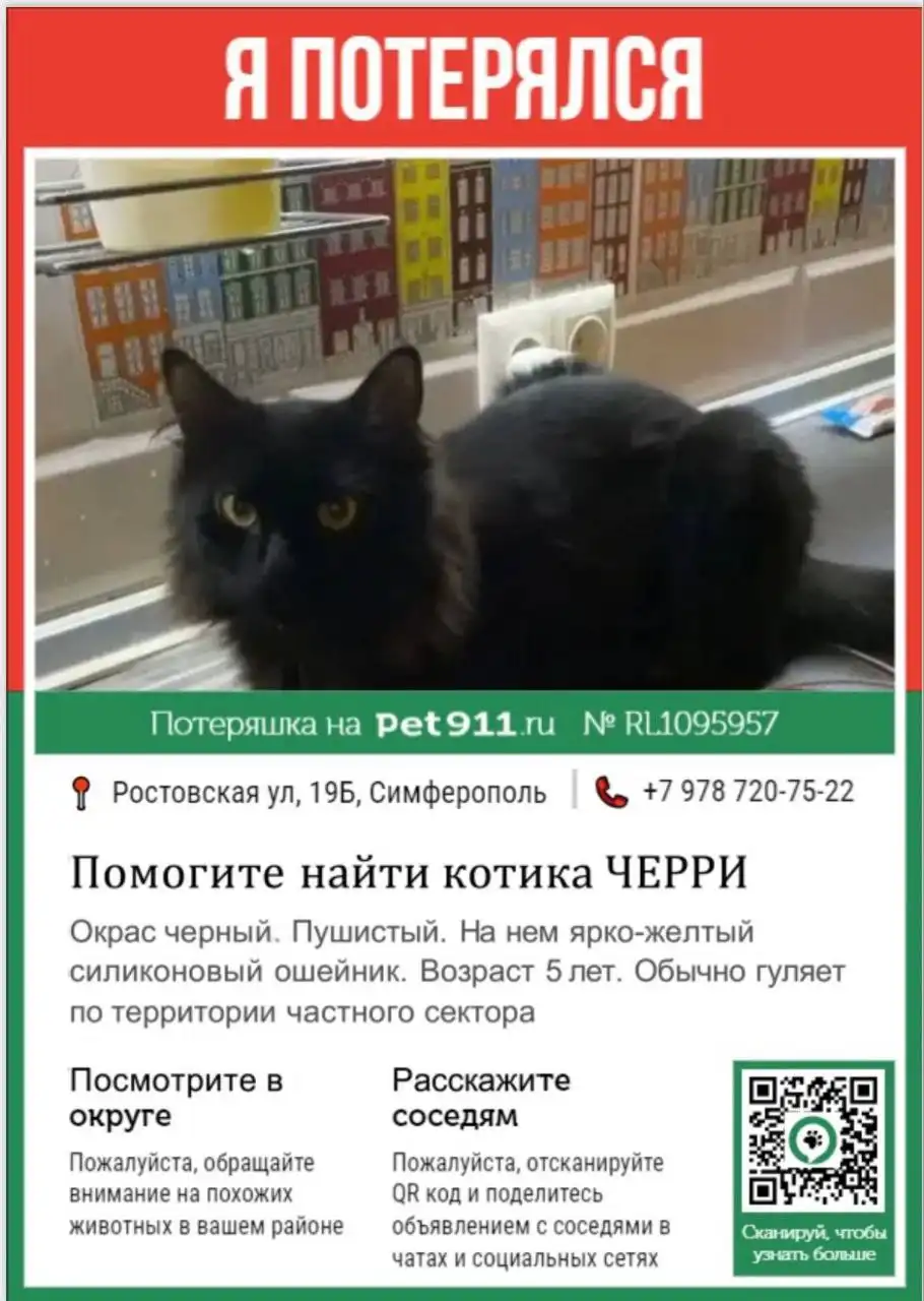 Пропал кот Черри в Симферополе