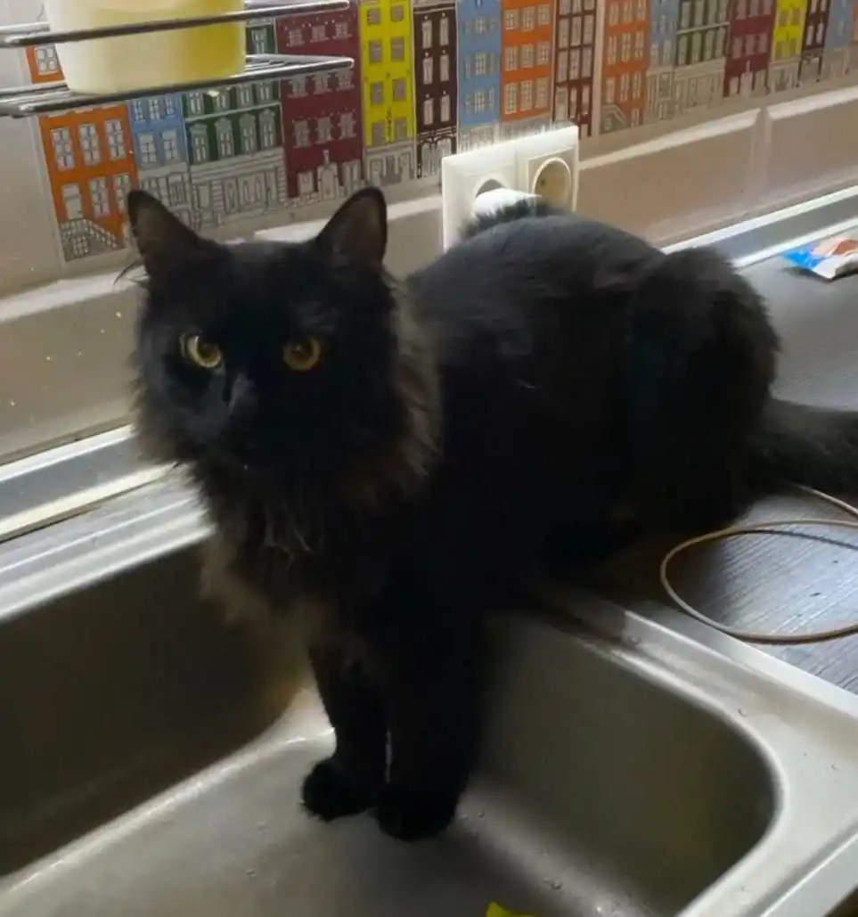 Пропал кот Черри в Симферополе