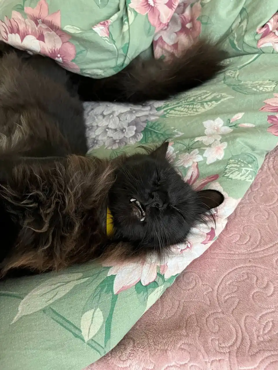 Пропал кот Черри в Симферополе