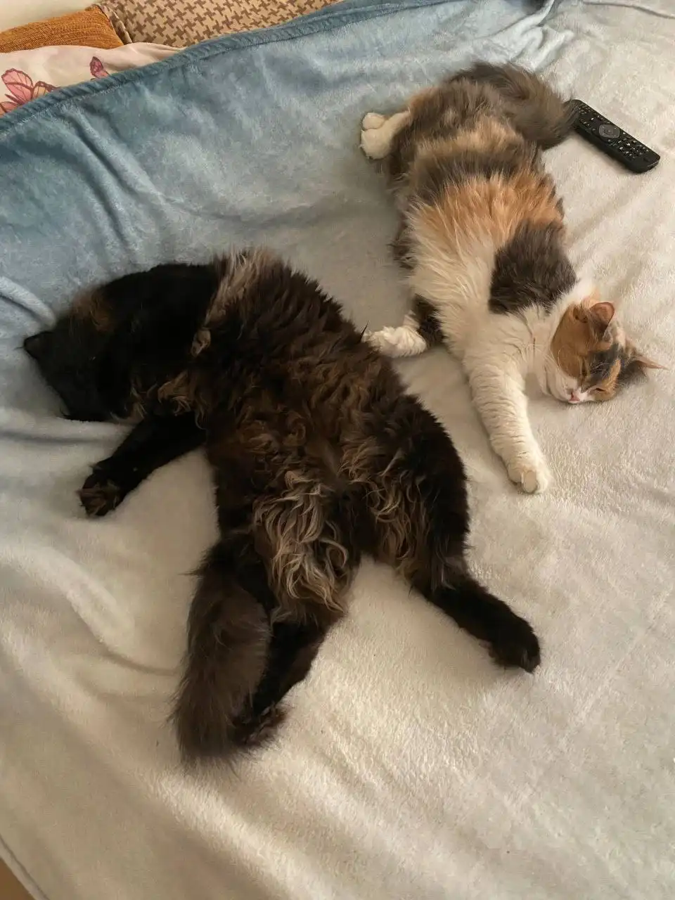 Пропал кот Черри в Симферополе