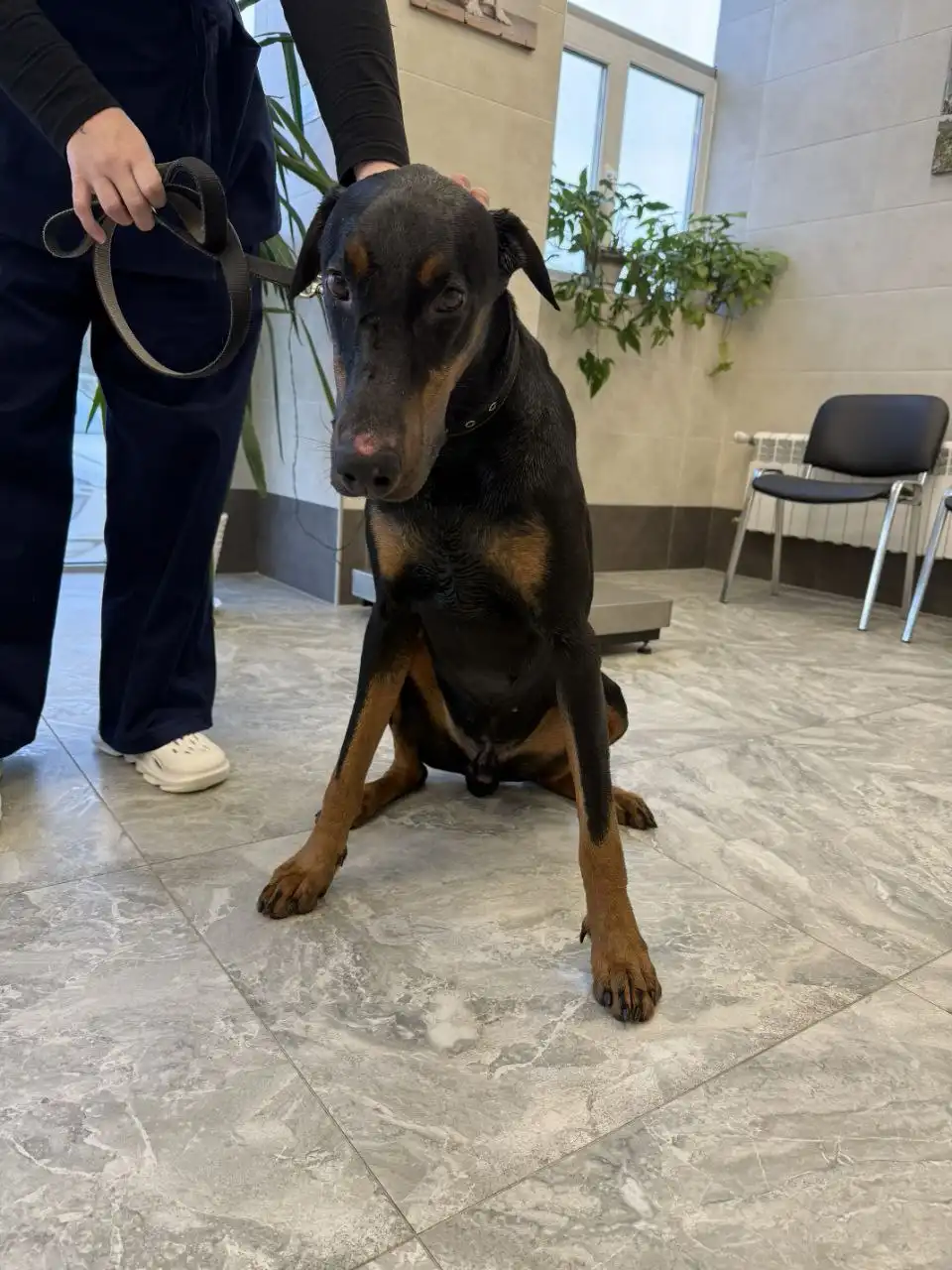 Пристройство добермана Рэма с эпилепсией - Собаки (Животные) в Симферополь