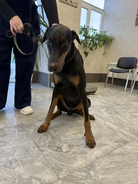 Пристройство добермана Рэма с эпилепсией - частное объявление в Симферополь