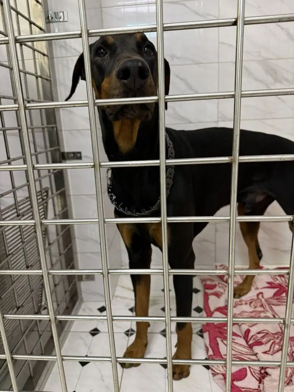 Пристройство добермана Рэма с эпилепсией - Собаки (Животные) в Симферополь