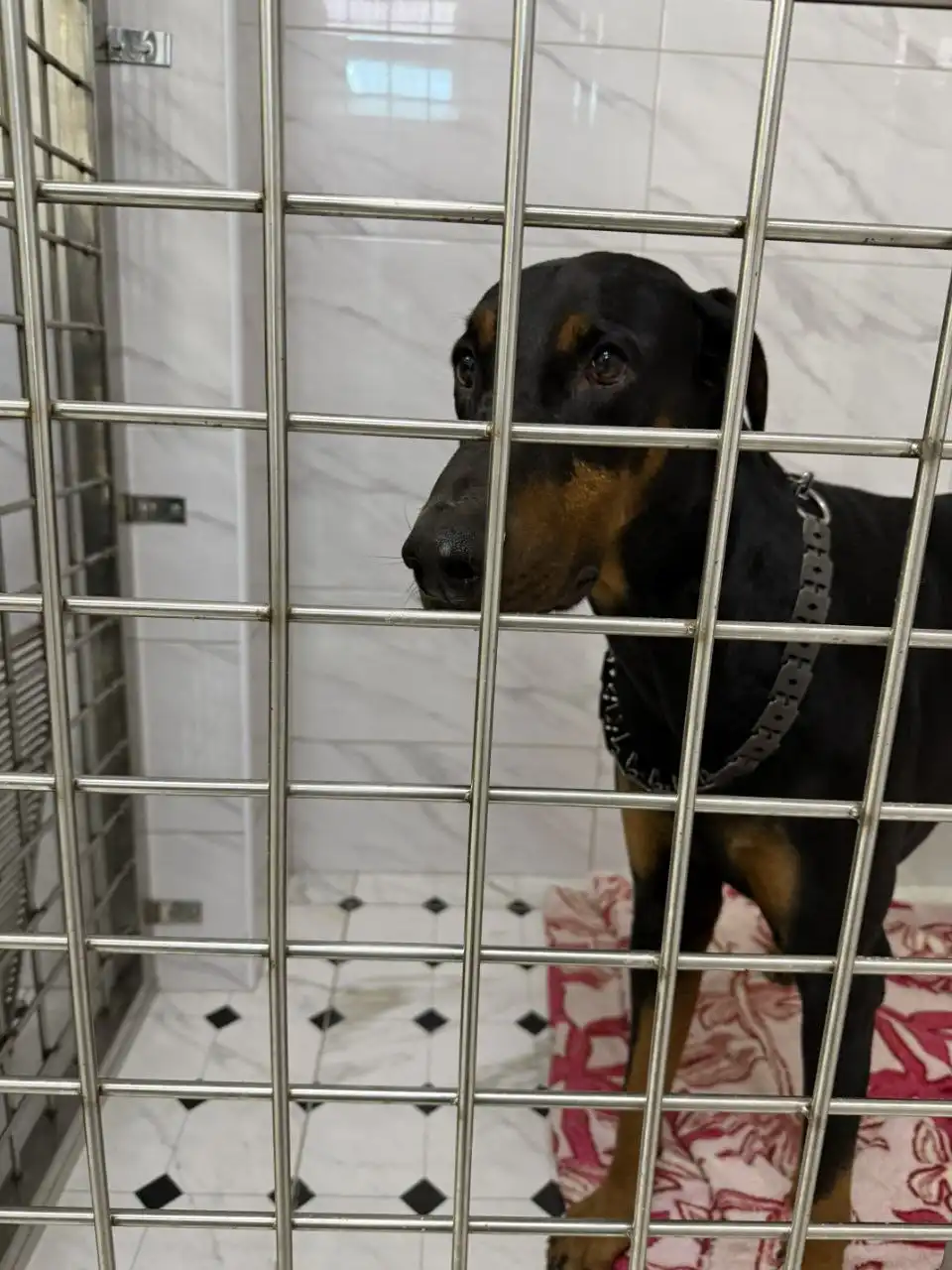 Пристройство добермана Рэма с эпилепсией - Собаки (Животные) в Симферополь