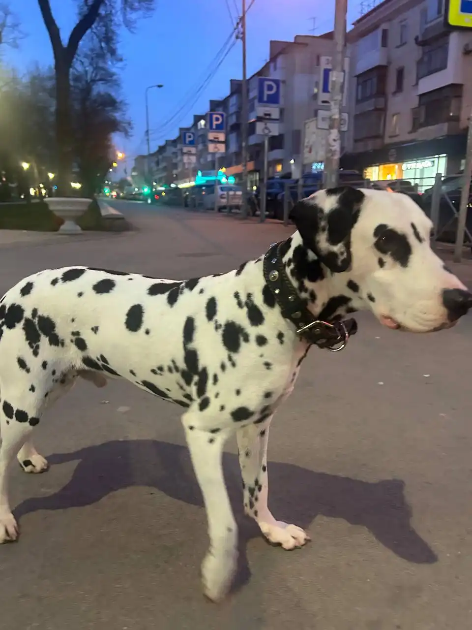 Потерянный далматинец на перекрестке Парк Тренева - Потерянные животные (Животные) в Симферополь