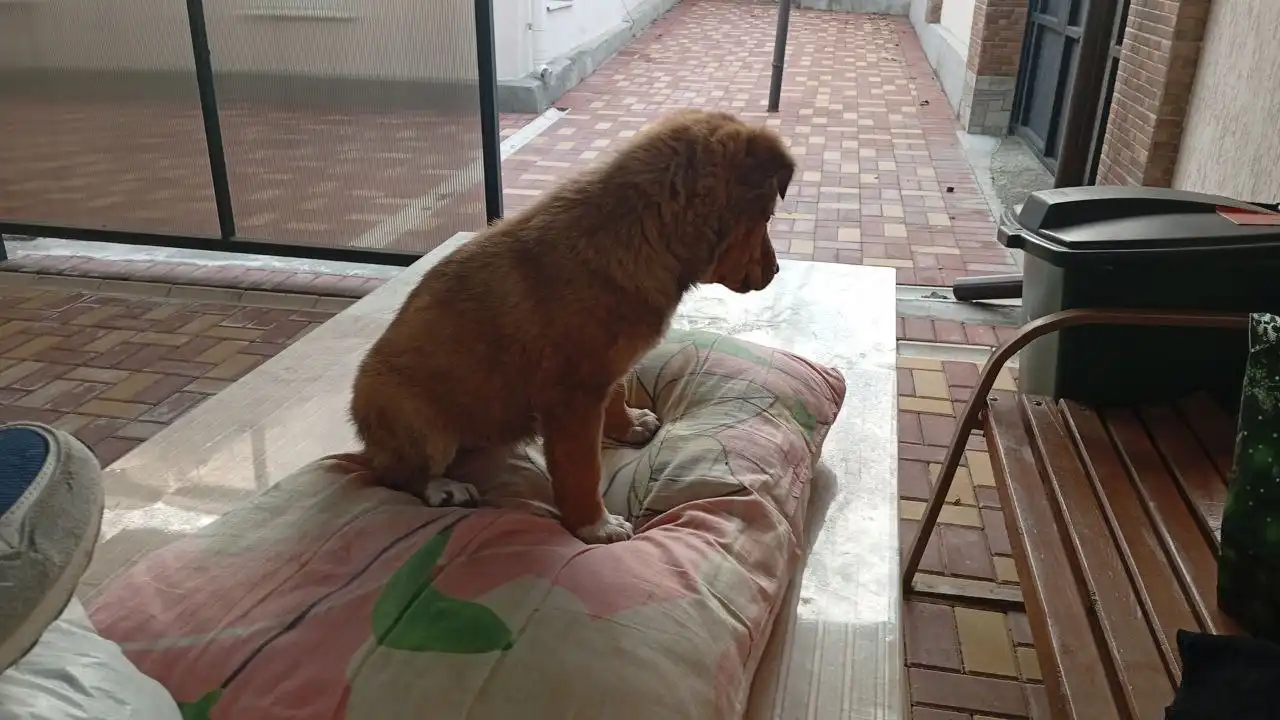 Собачка ищет дом в Симферополе - Собаки (Животные) в Симферополь