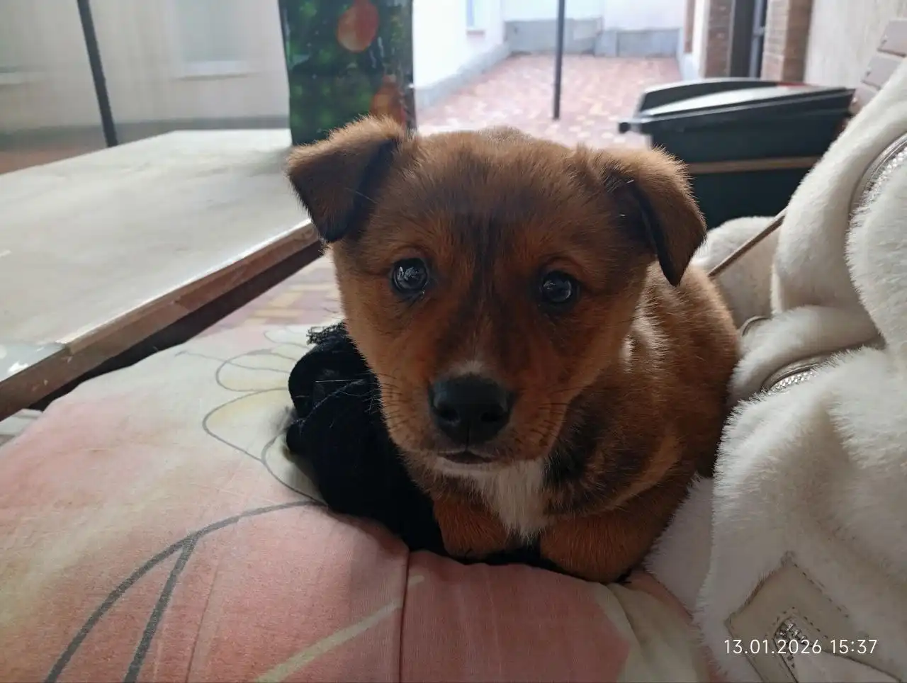 Собачка ищет дом в Симферополе - Собаки (Животные) в Симферополь