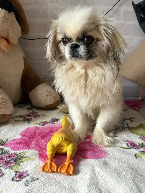 Ищем дом для щенка Лео - частное объявление в Симферополь