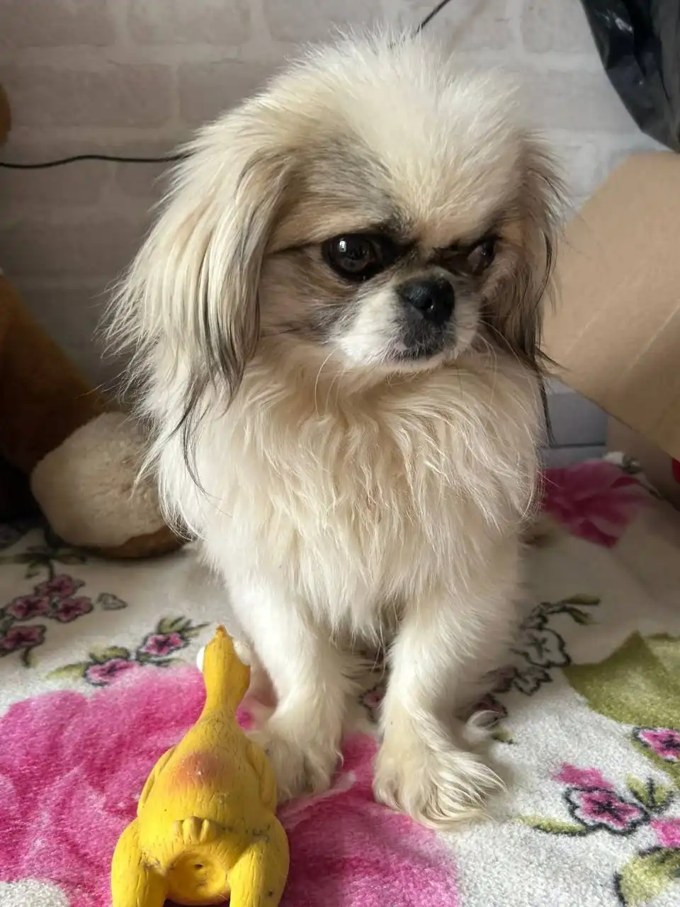 Ищем дом для щенка Лео - Собаки (Животные) в Симферополь