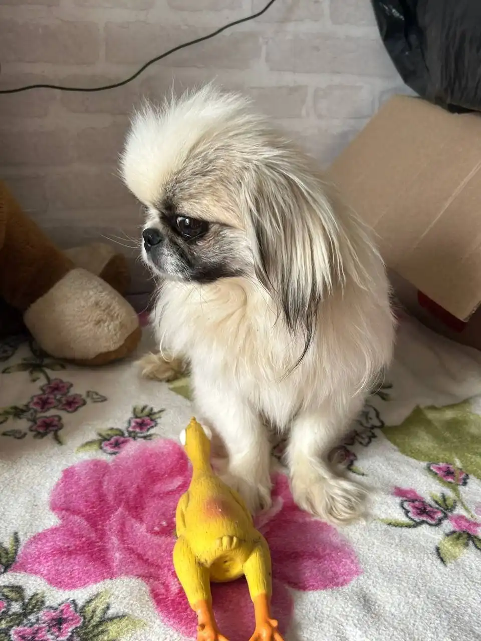 Ищем дом для щенка Лео - Собаки (Животные) в Симферополь