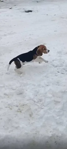 Потерялся щенок породы Бигль в районе Автостанции Западная - Найденные животные в Симферополь