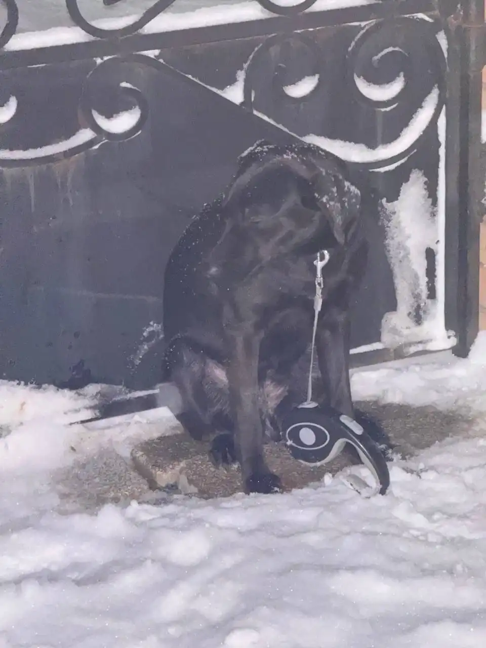 Найдена собака в Симферополе - Найденные животные (Животные) в Симферополь