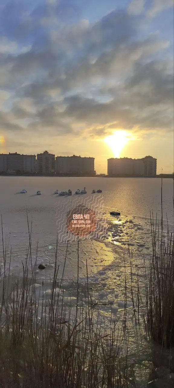 Спасение лебедей в заледенелом озере - Спасение животных (Животные) в Симферополь