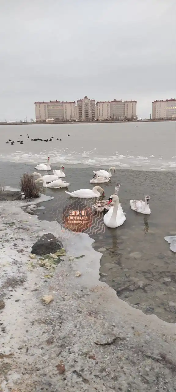 Спасение лебедей в заледенелом озере - Спасение животных (Животные) в Симферополь