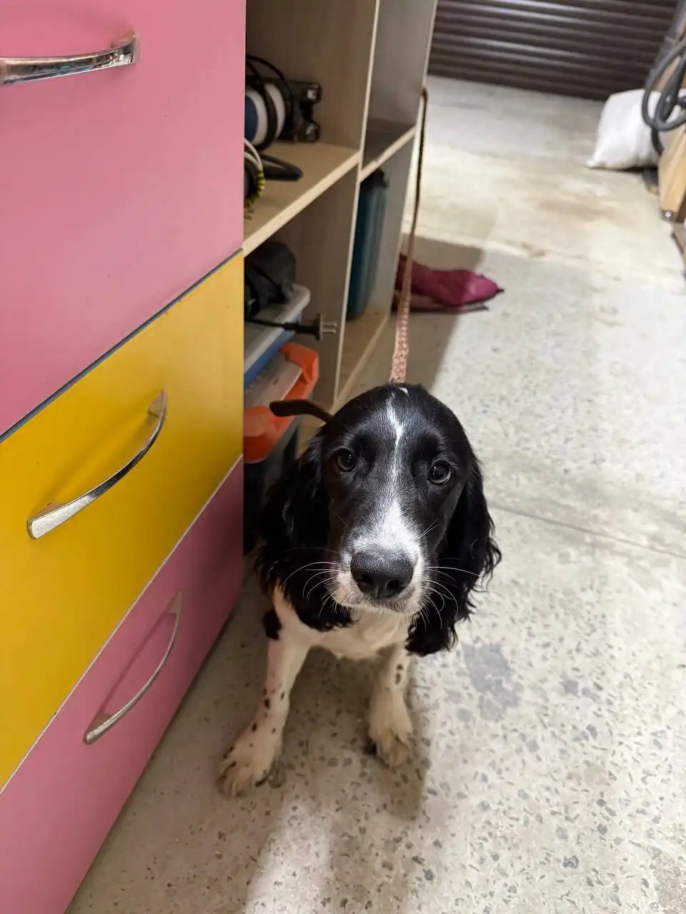 Найдена потерявшаяся собака в Лозовом - Собаки (Животные) в Лозовое