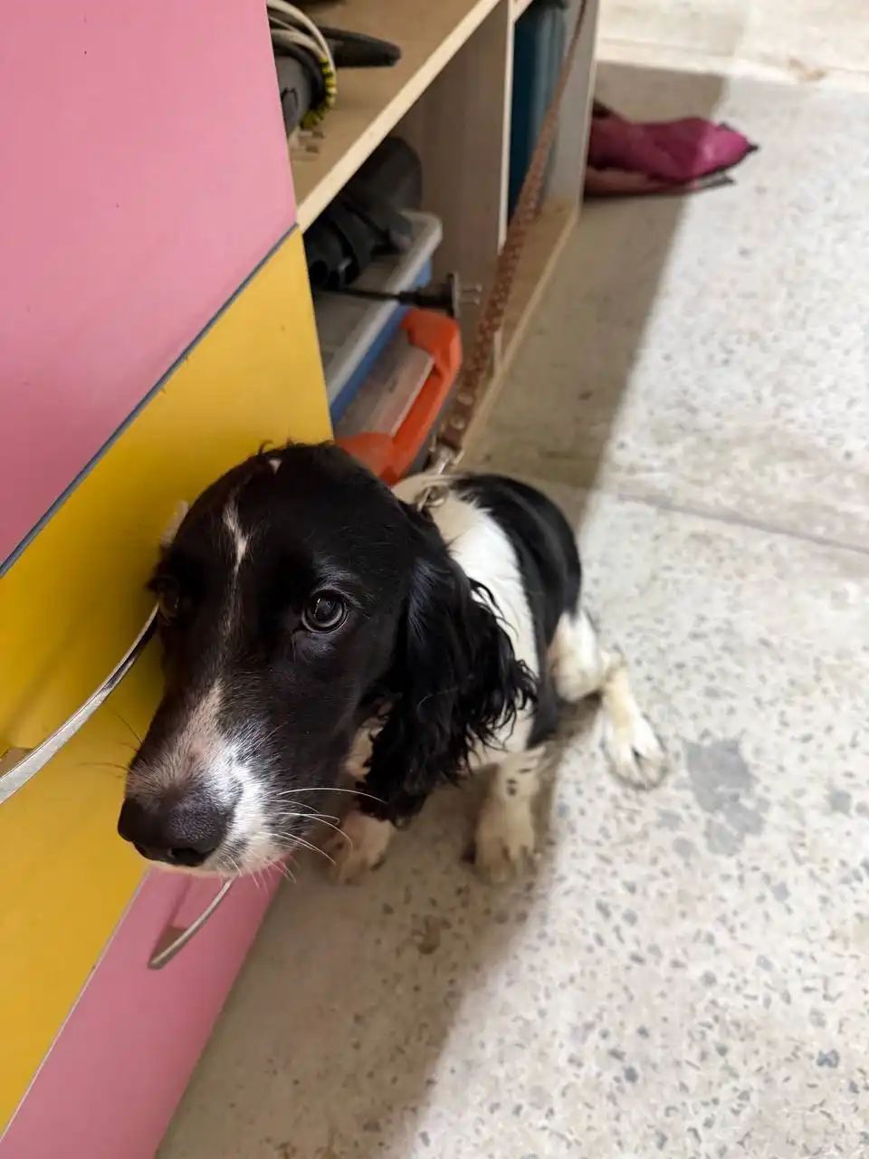 Найдена потерявшаяся собака в Лозовом - Собаки (Животные) в Лозовое